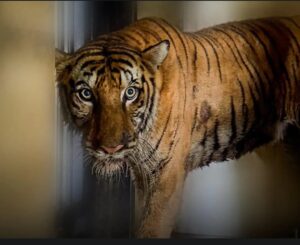 बाघिन बिजली 